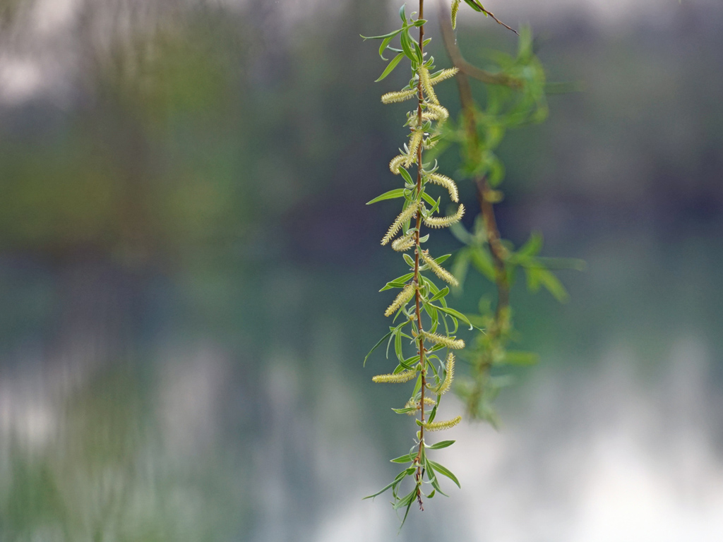 Wasser und Frühling