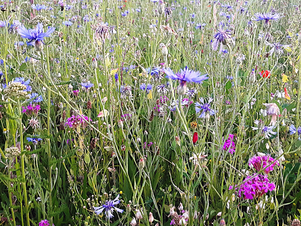 Blumenwiese anlegen