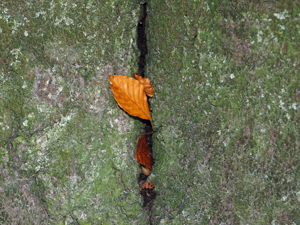 herbstmini