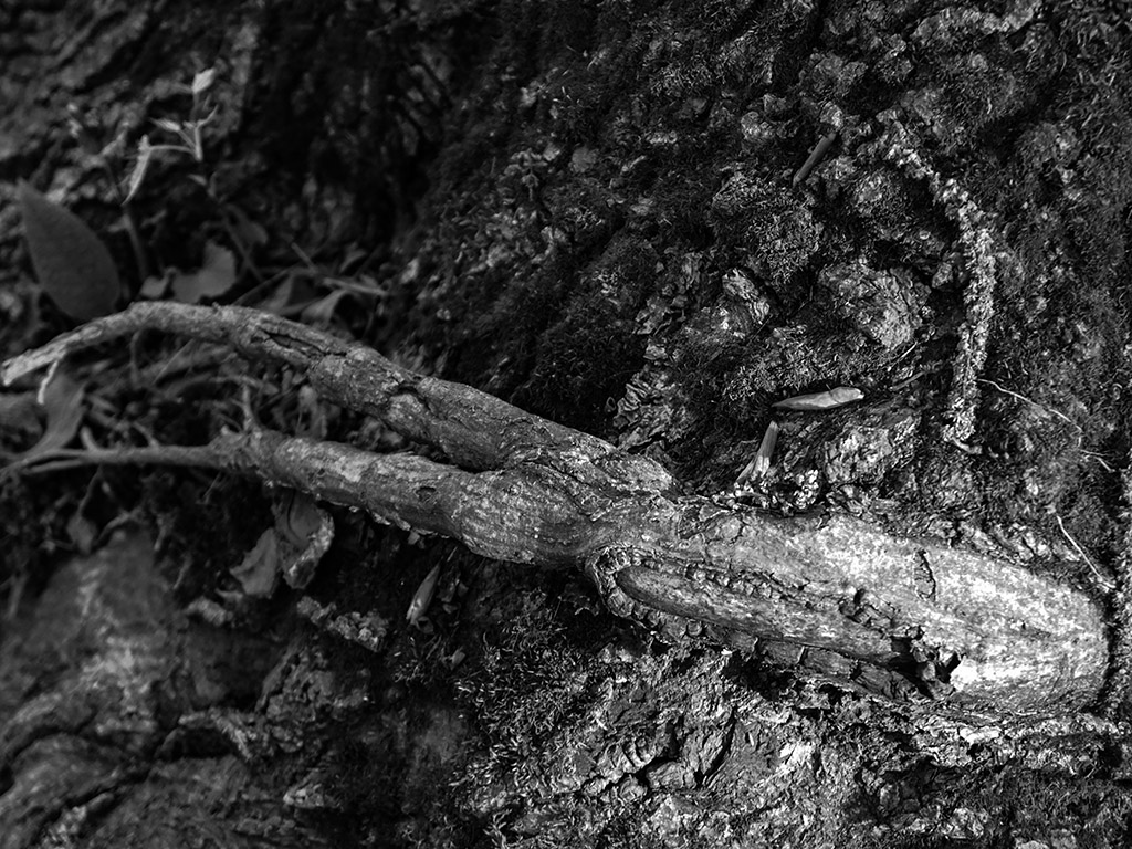wald5