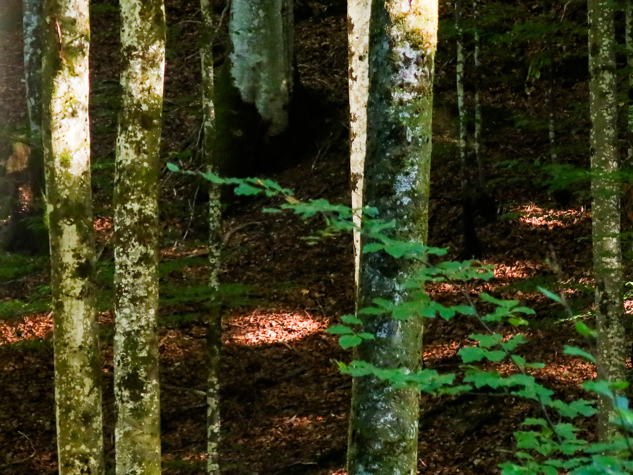 forest-10