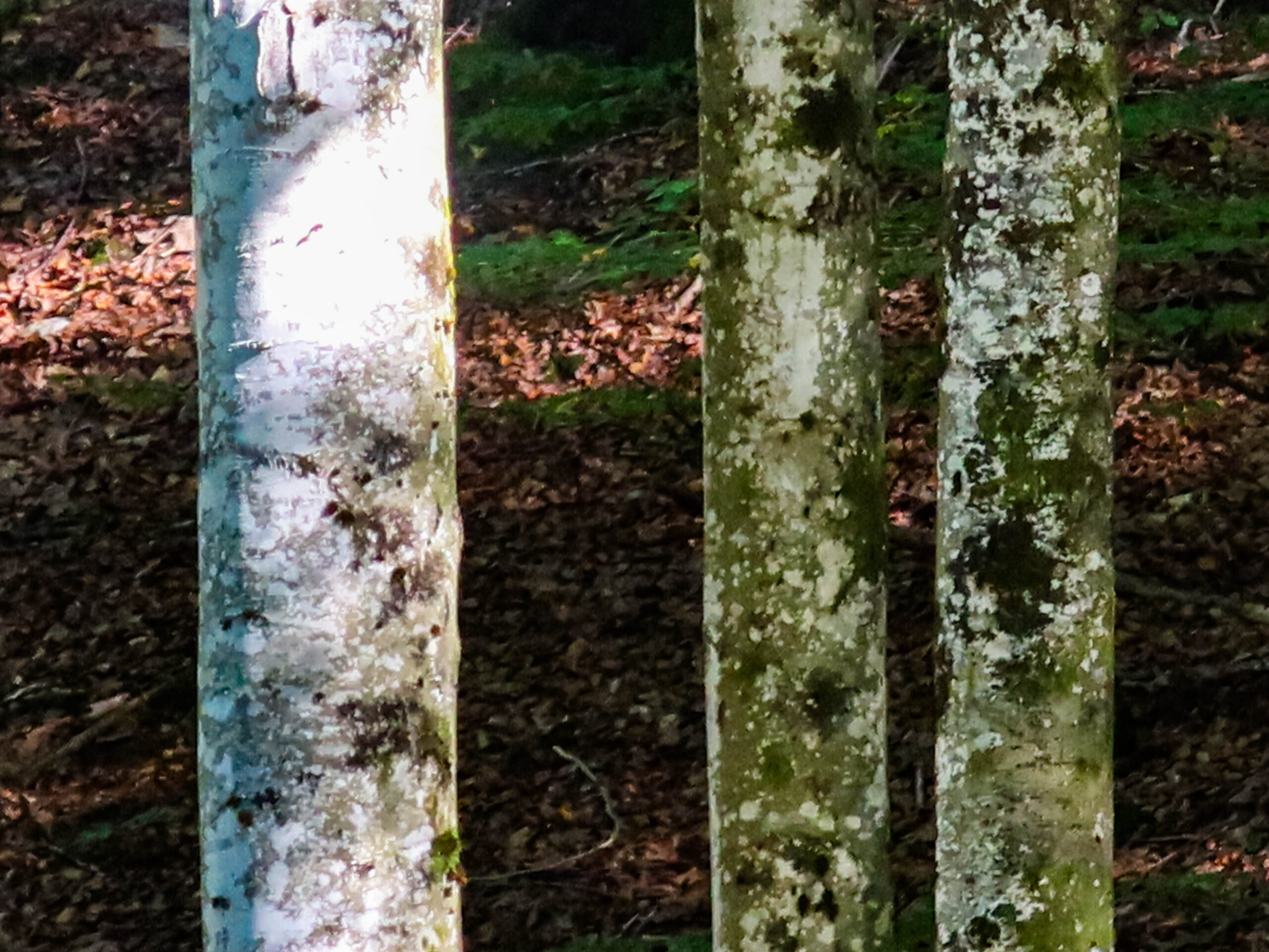 forest-11