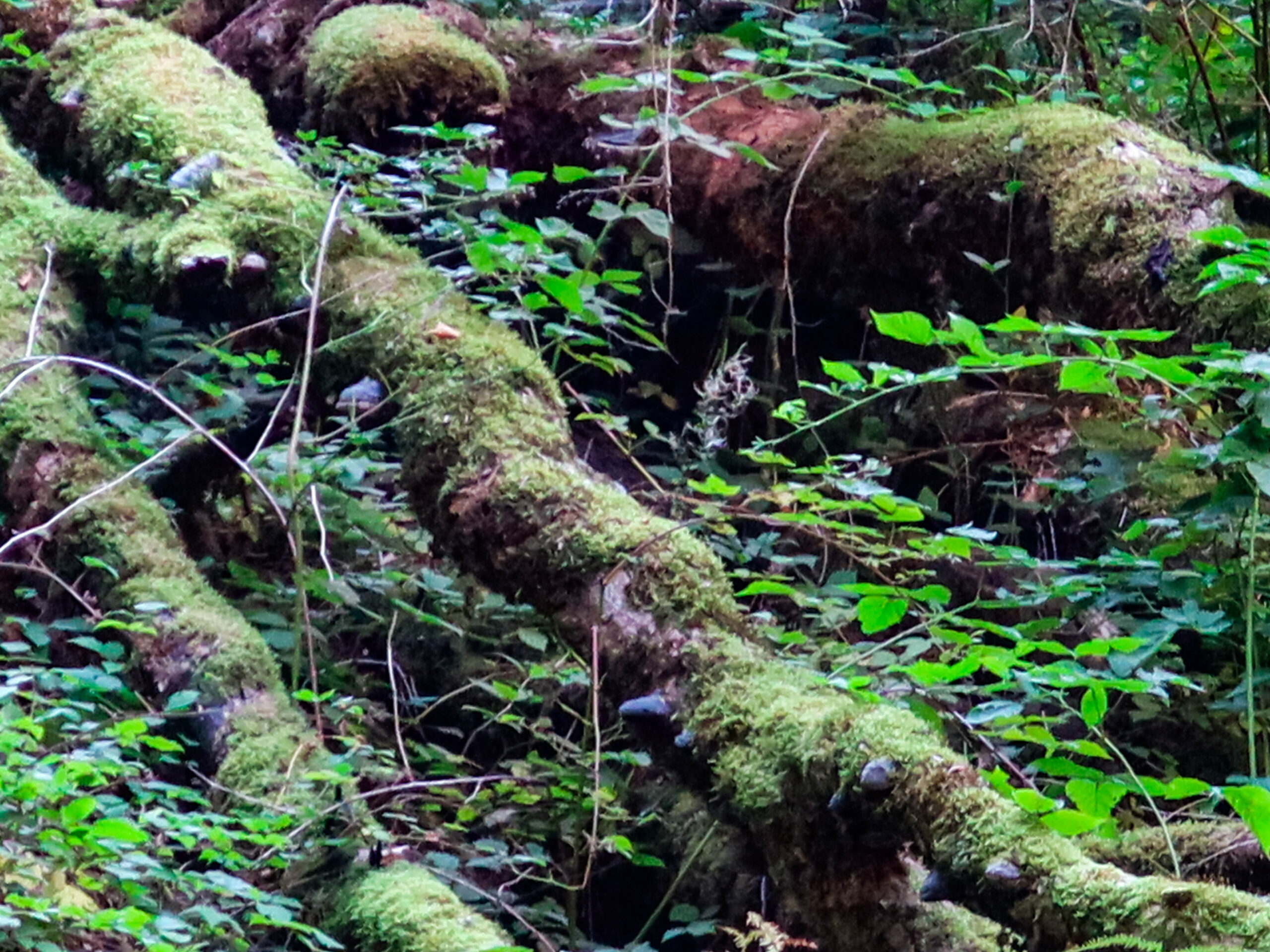 forest-12