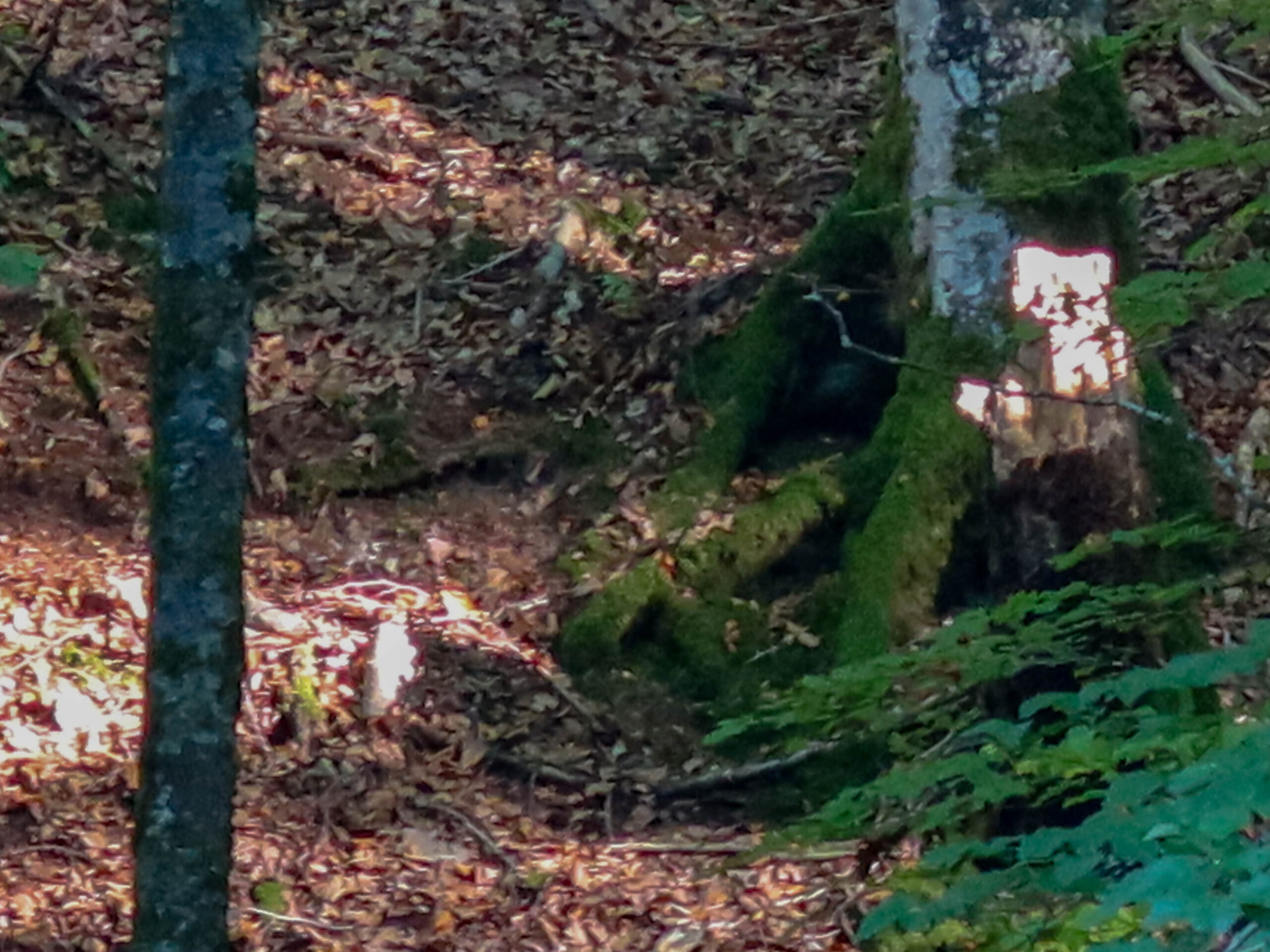 forest-14