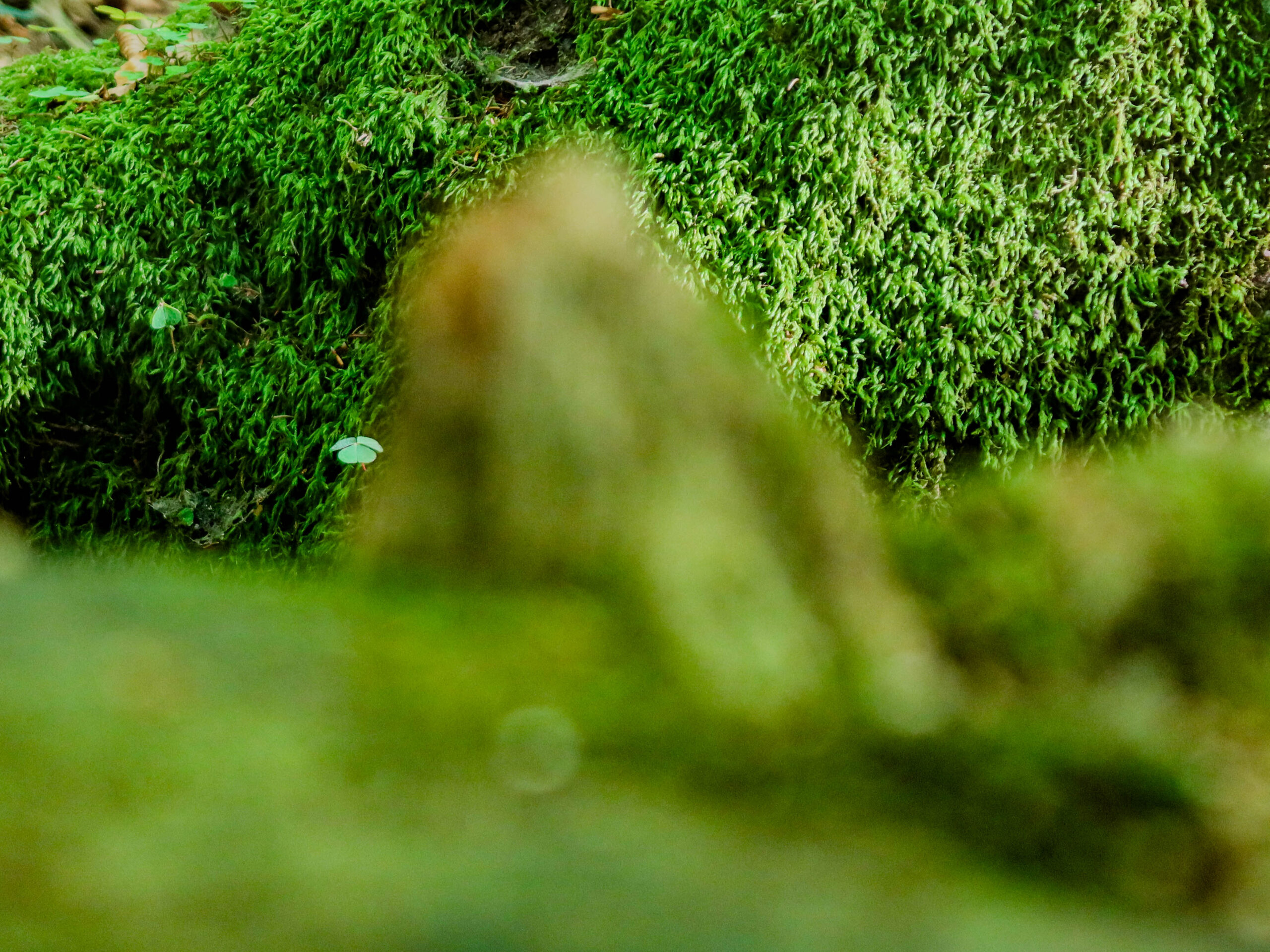 forest-15
