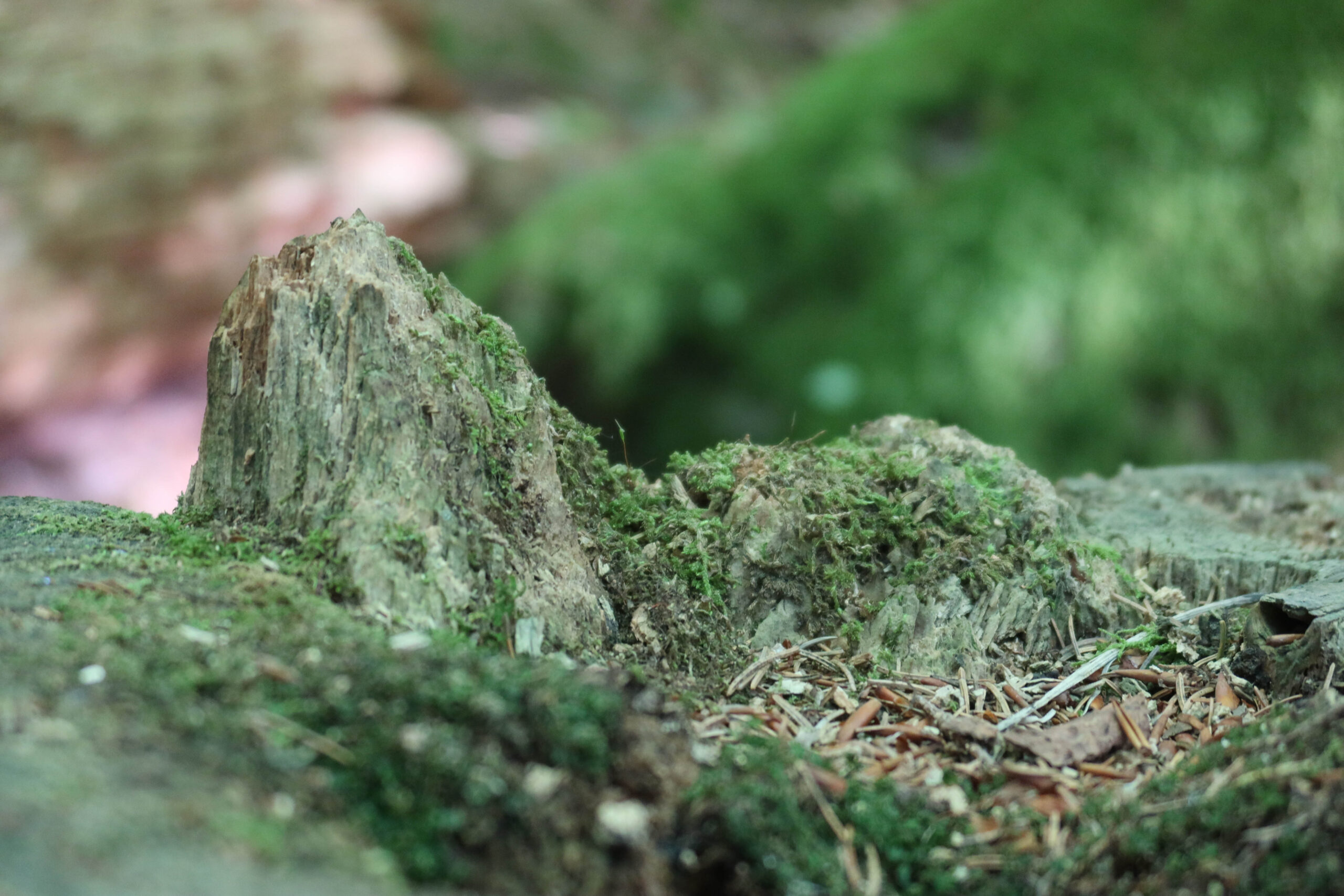 forest-16