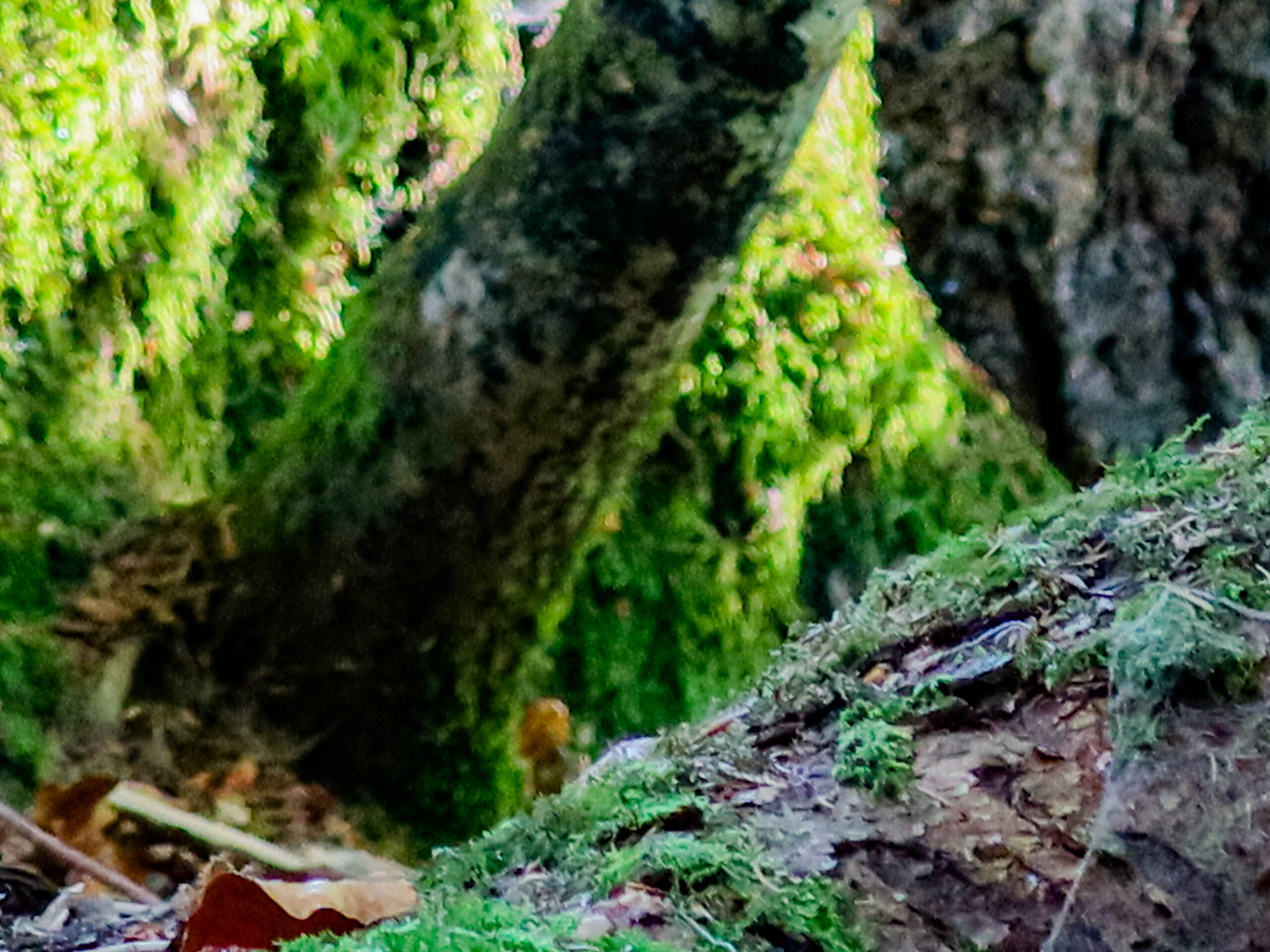 forest-17