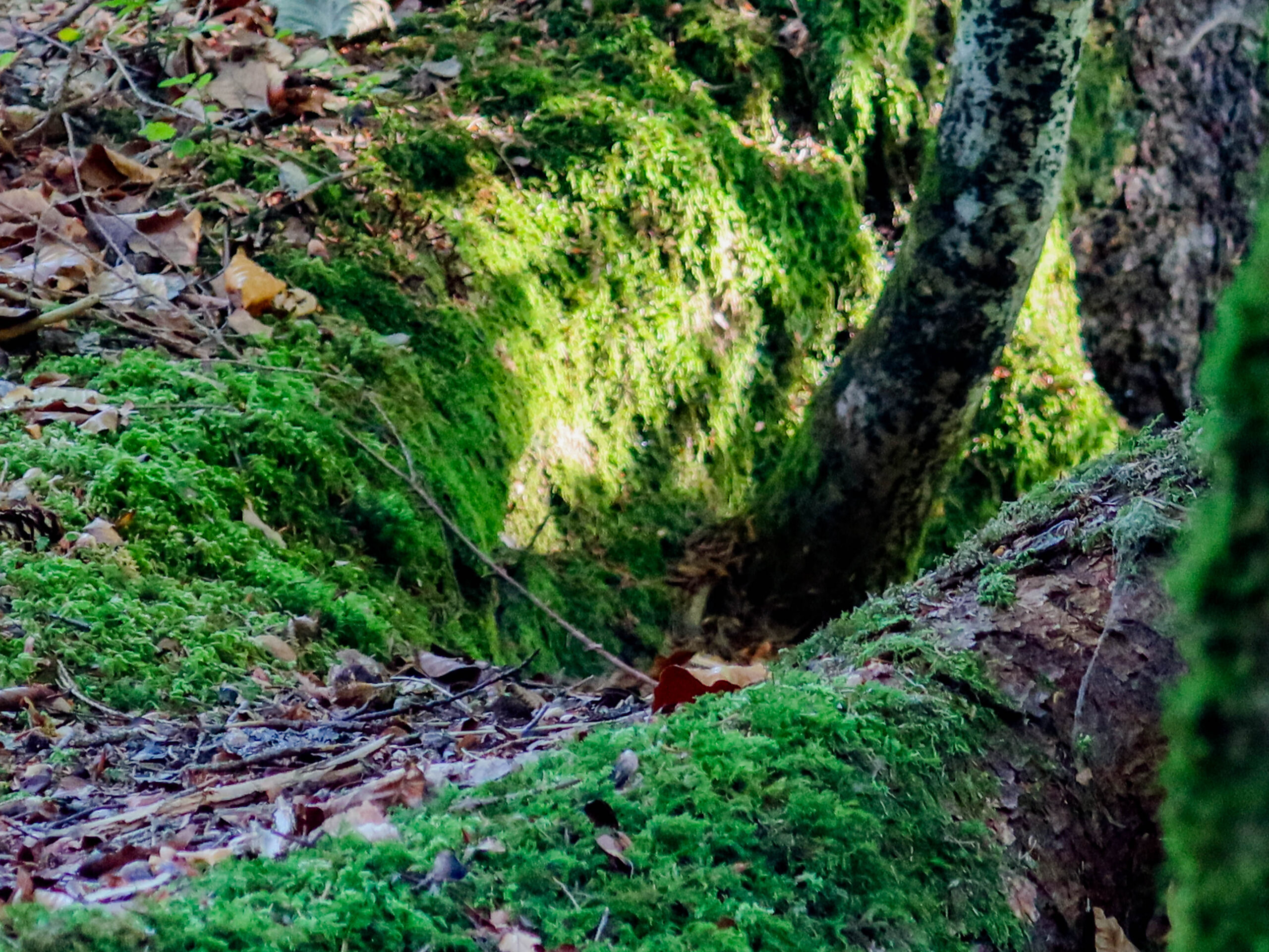forest-18