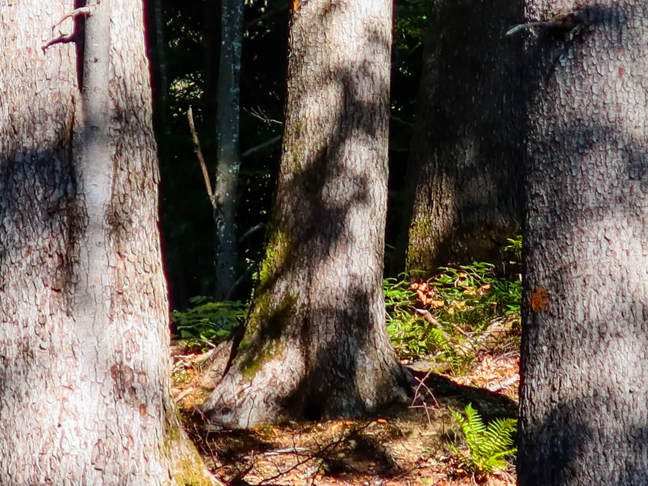forest-2