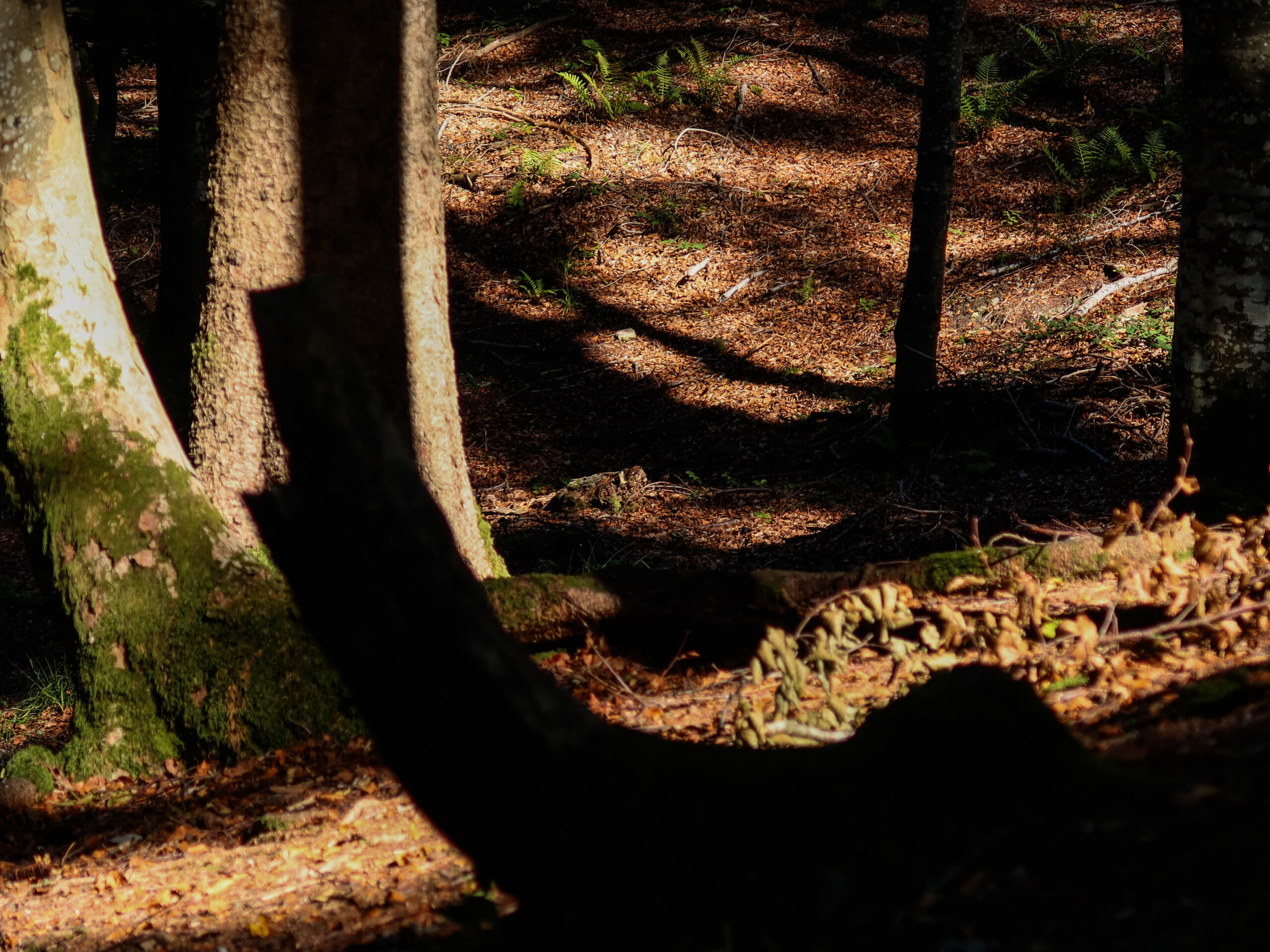 forest-3