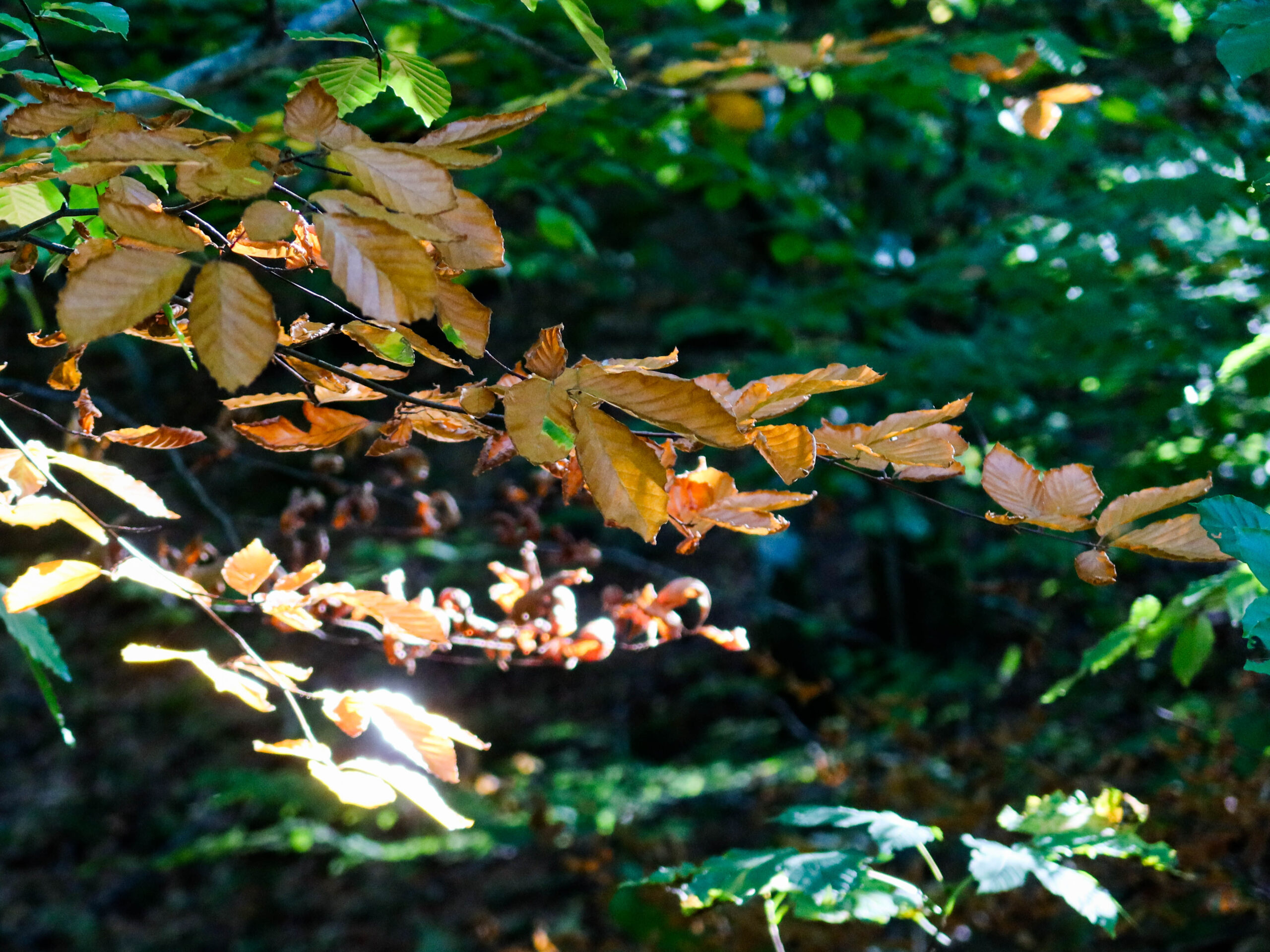 forest-4