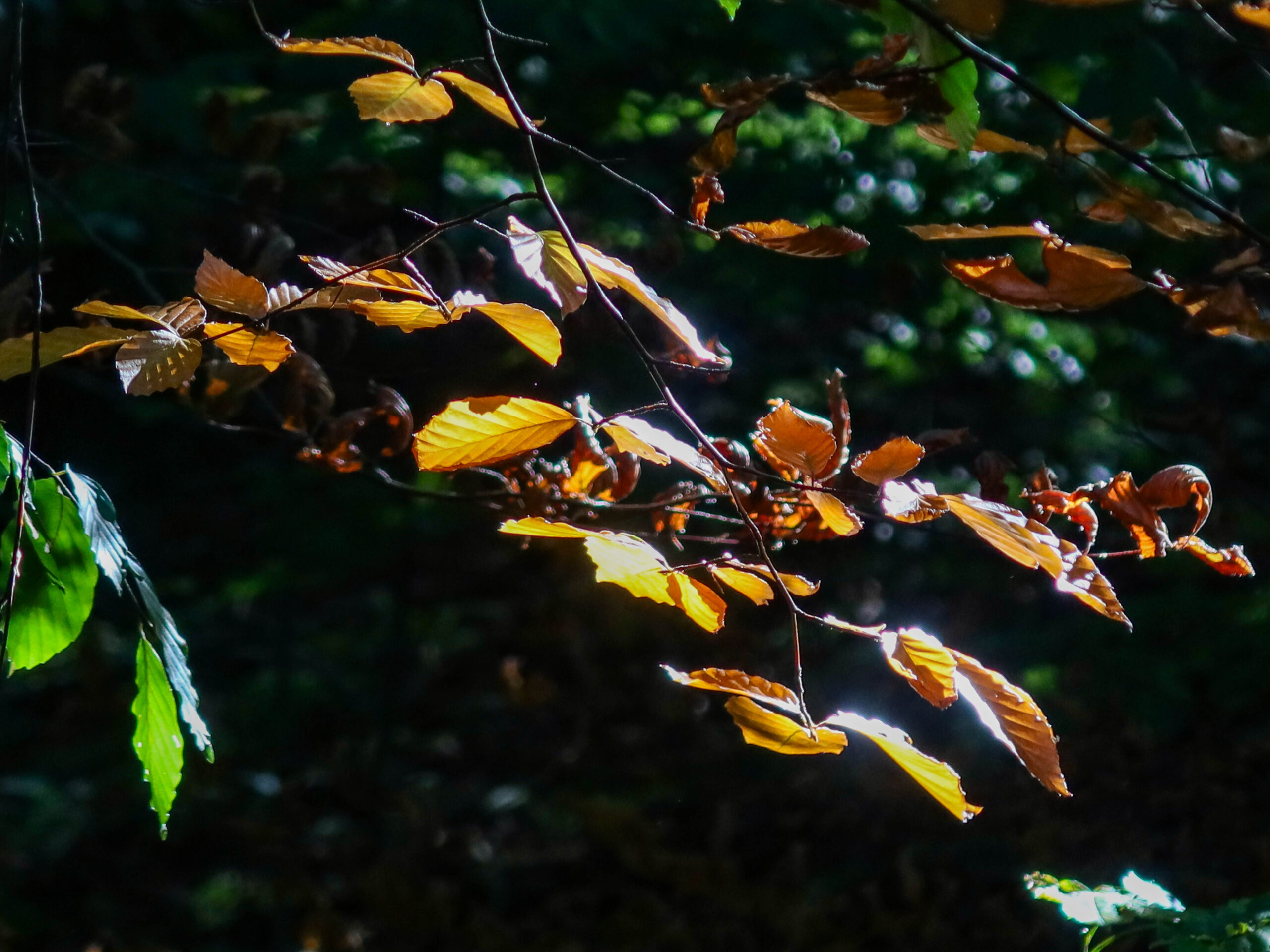 forest-5