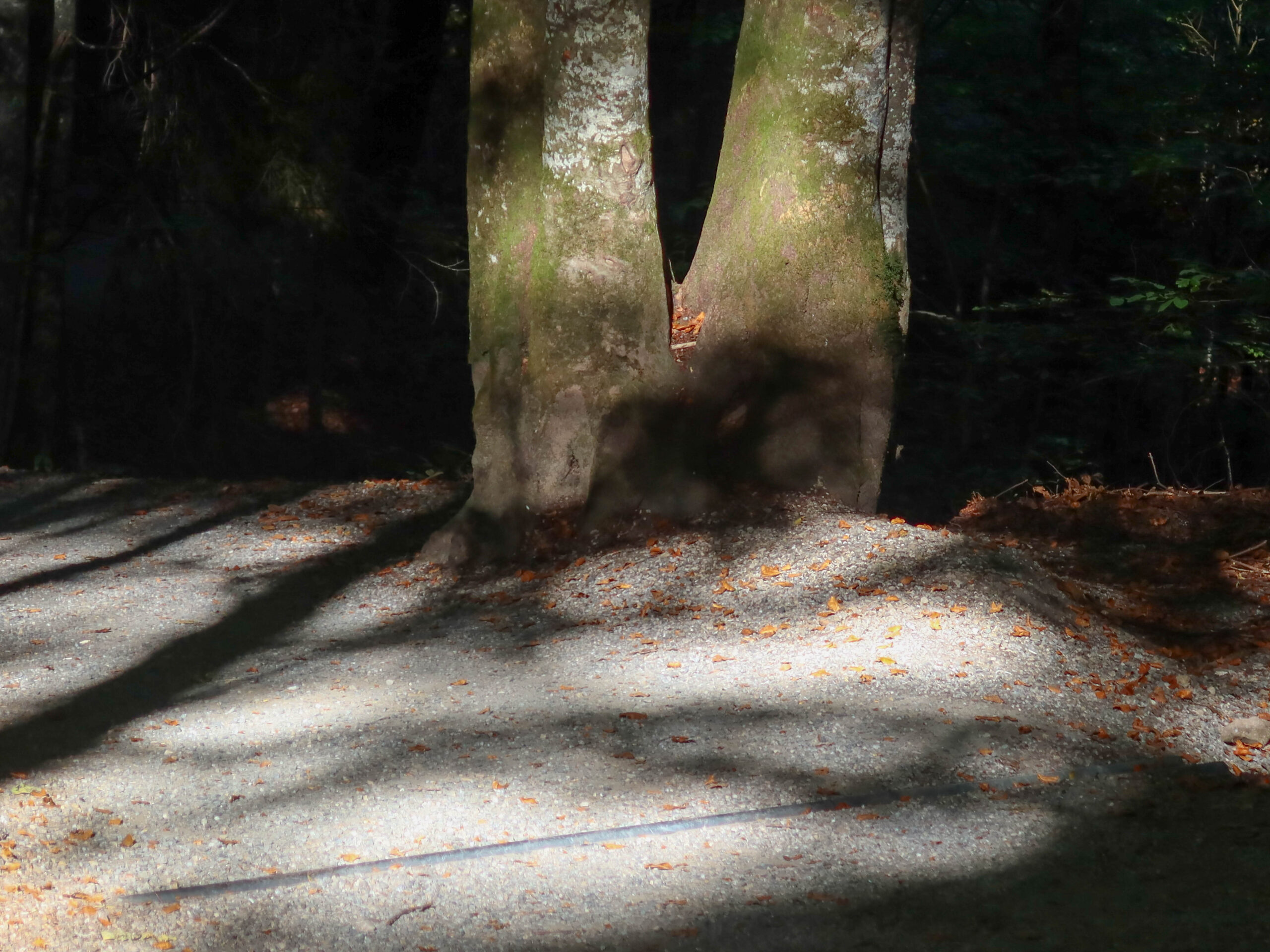 forest-6