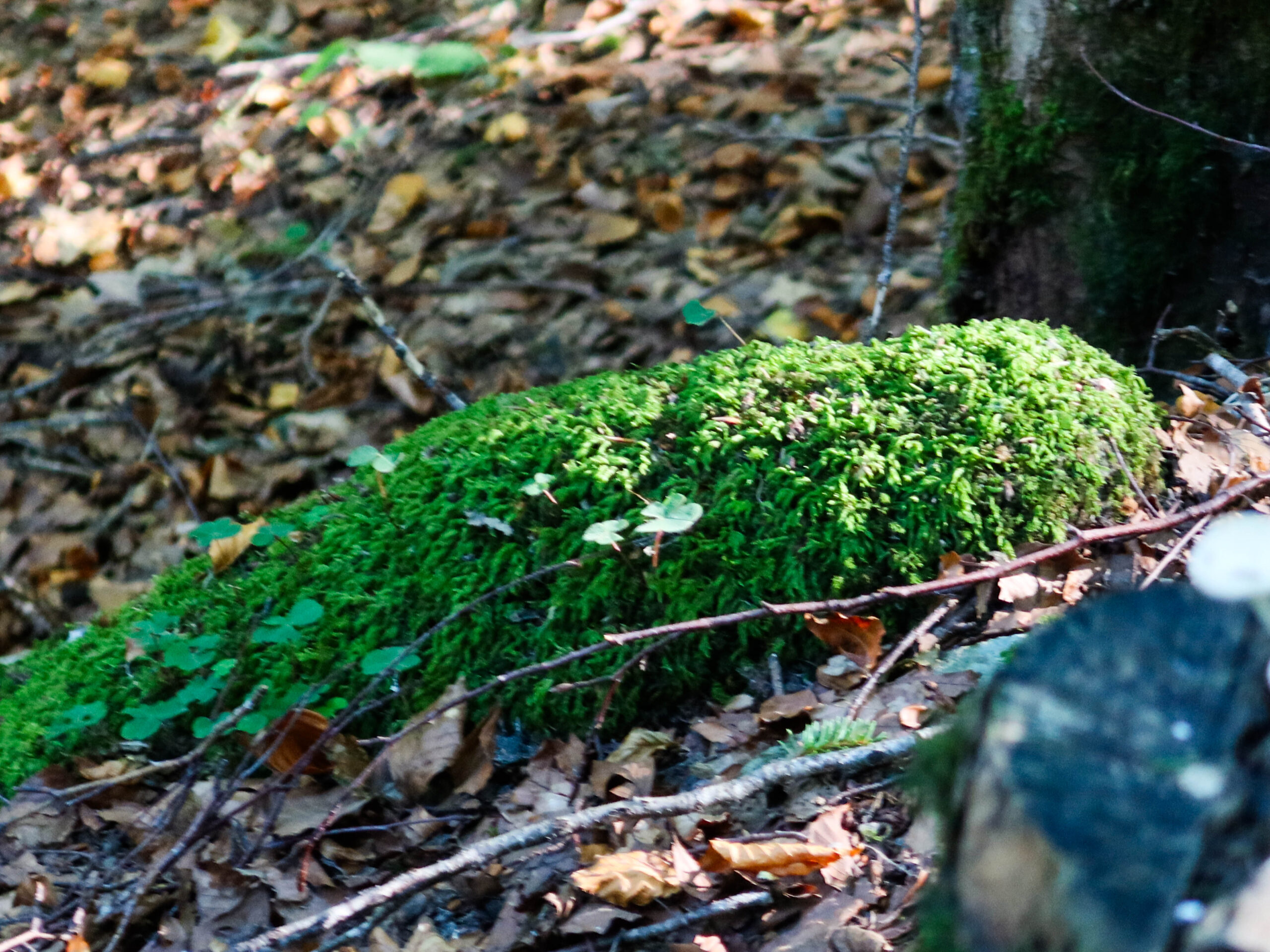 forest-7