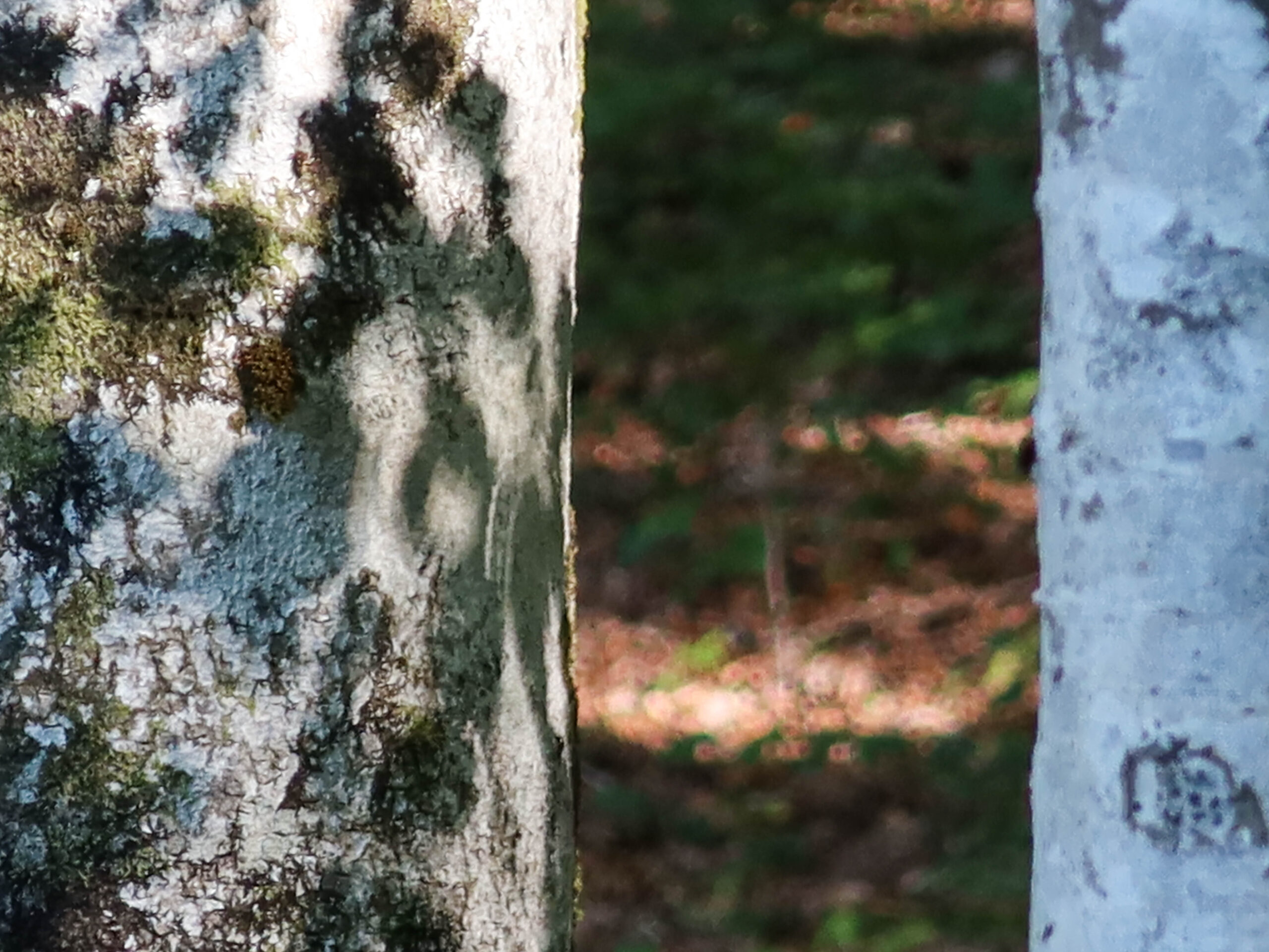 forest-8