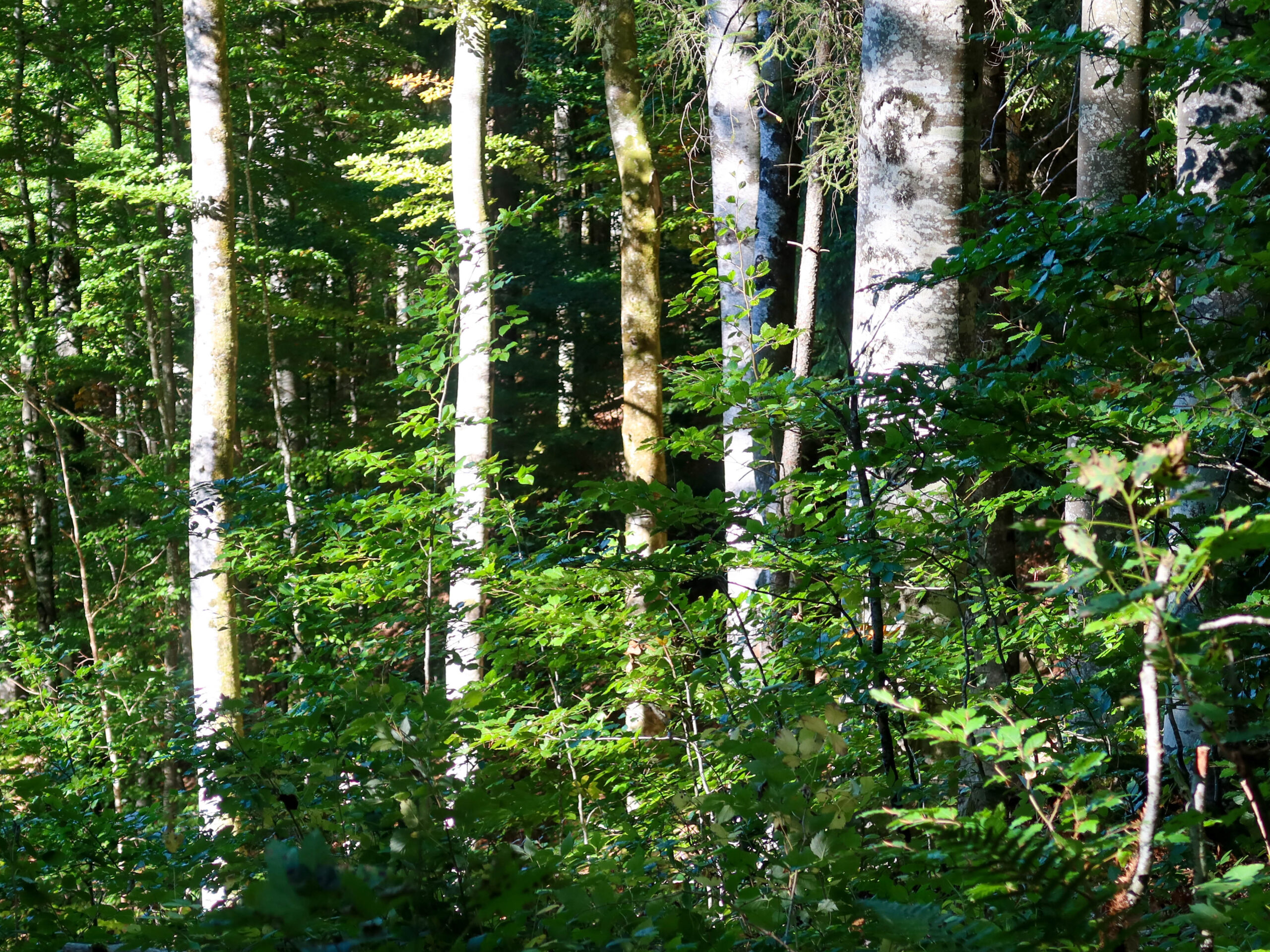 forest-9