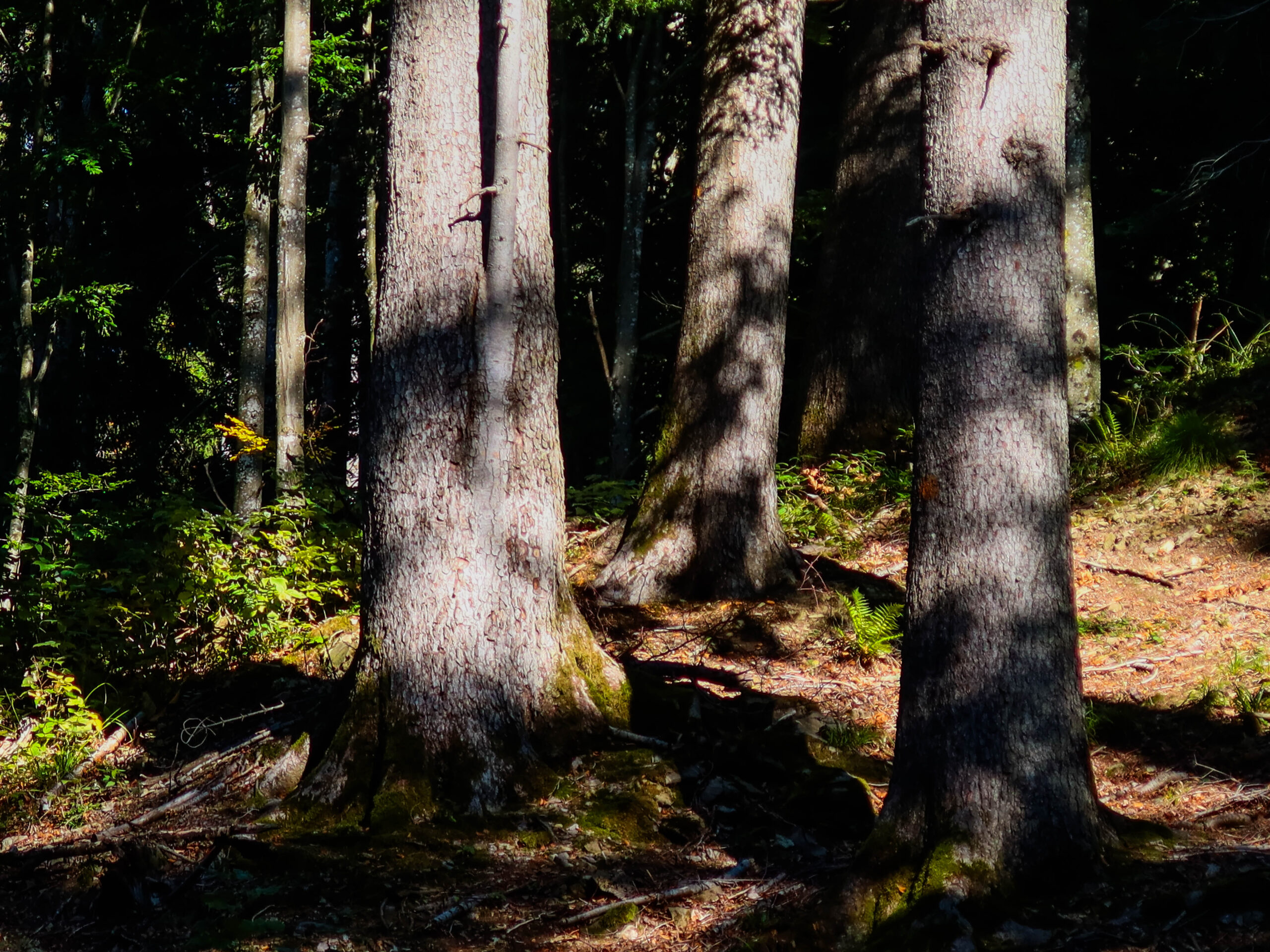 forest